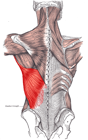 an anatomical image of the latissimus dorsi muscle